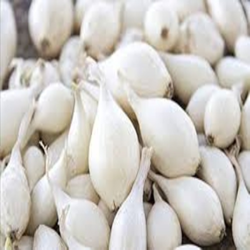 Whiteonion1
